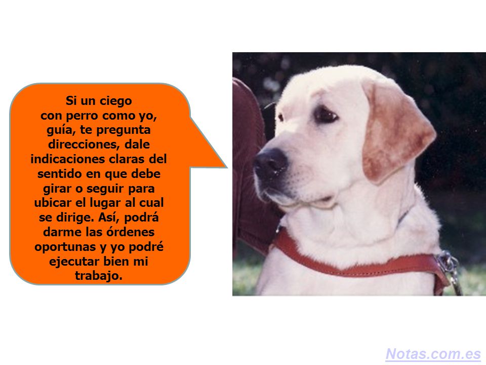 Si un ciego con perro como yo, guía, te pregunta direcciones, dale indicaciones claras del sentido en que debe girar o seguir para ubicar el lugar al cual se dirige. Así, podrá darme las órdenes oportunas y yo podré ejecutar bien mi trabajo.