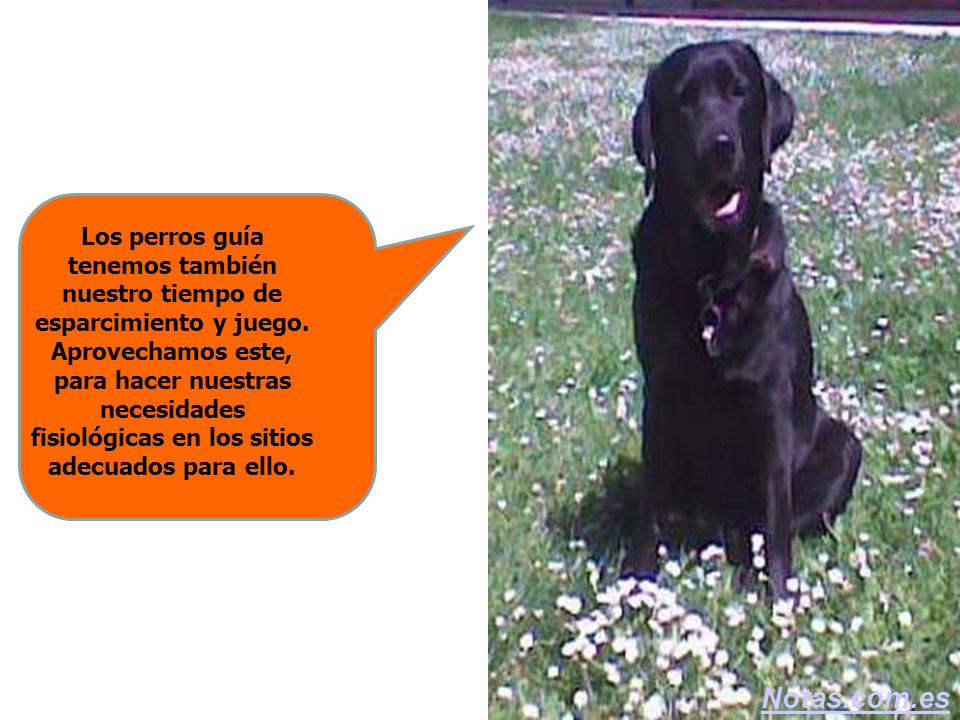 Los perros guía tenemos también nuestro tiempo de esparcimiento y juego. Aprovechamos este, para hacer nuestras necesidades fisiológicas en los sitios adecuados para ello.