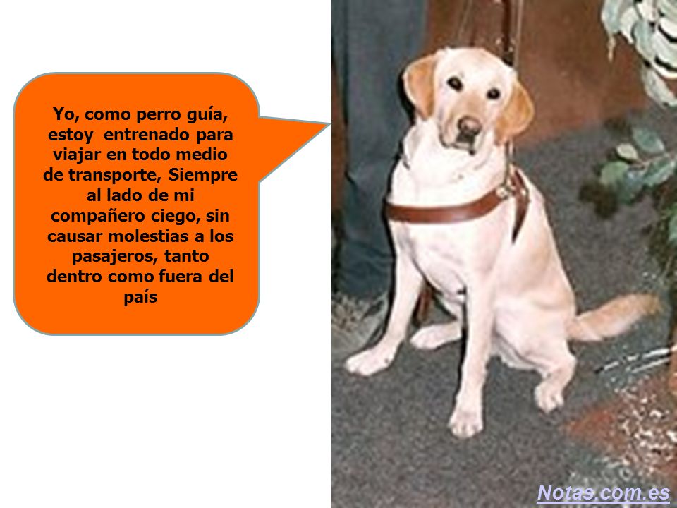 Yo, como perro guía, estoy entrenado para viajar en todo medio de transporte, Siempre al lado de mi compañero ciego, sin causar molestias a los pasajeros, tanto dentro como fuera del país