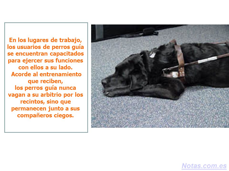 En los lugares de trabajo, los usuarios de perros guía se encuentran capacitados para ejercer sus funciones con ellos a su lado. Acorde al entrenamiento que reciben, los perros guía nunca vagan a su arbitrio por los recintos, sino que permanecen junto a sus compañeros ciegos.