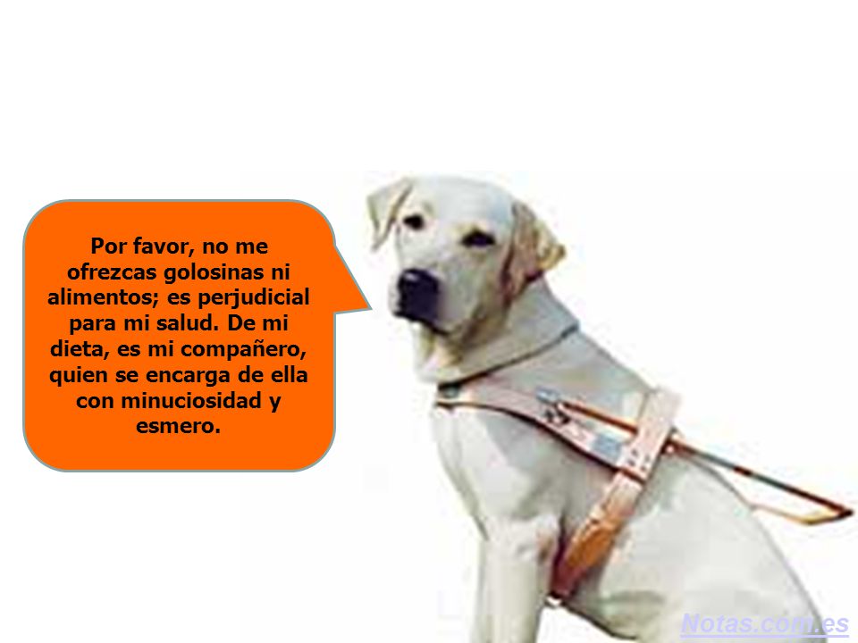 Por favor, no me ofrezcas golosinas ni alimentos; es perjudicial para mi salud. De mi dieta, es mi compañero, quien se encarga de ella con minuciosidad y esmero.