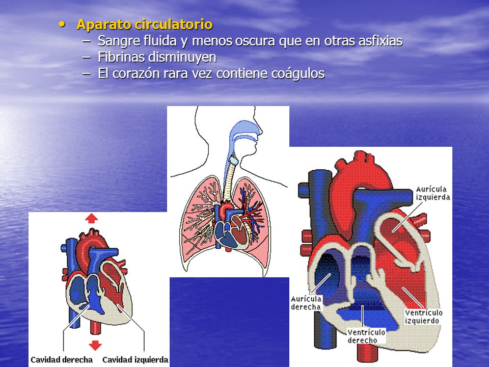 Aparato circulatorio Sangre fluida y menos oscura que en otras asfixias.