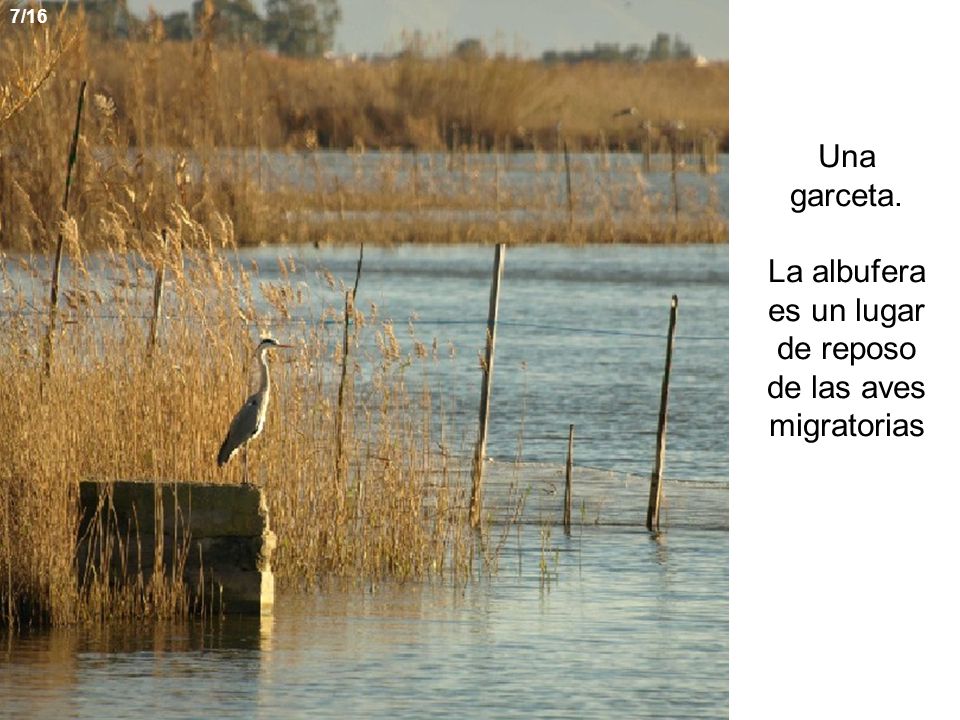 Una garceta. La albufera es un lugar de reposo de las aves migratorias