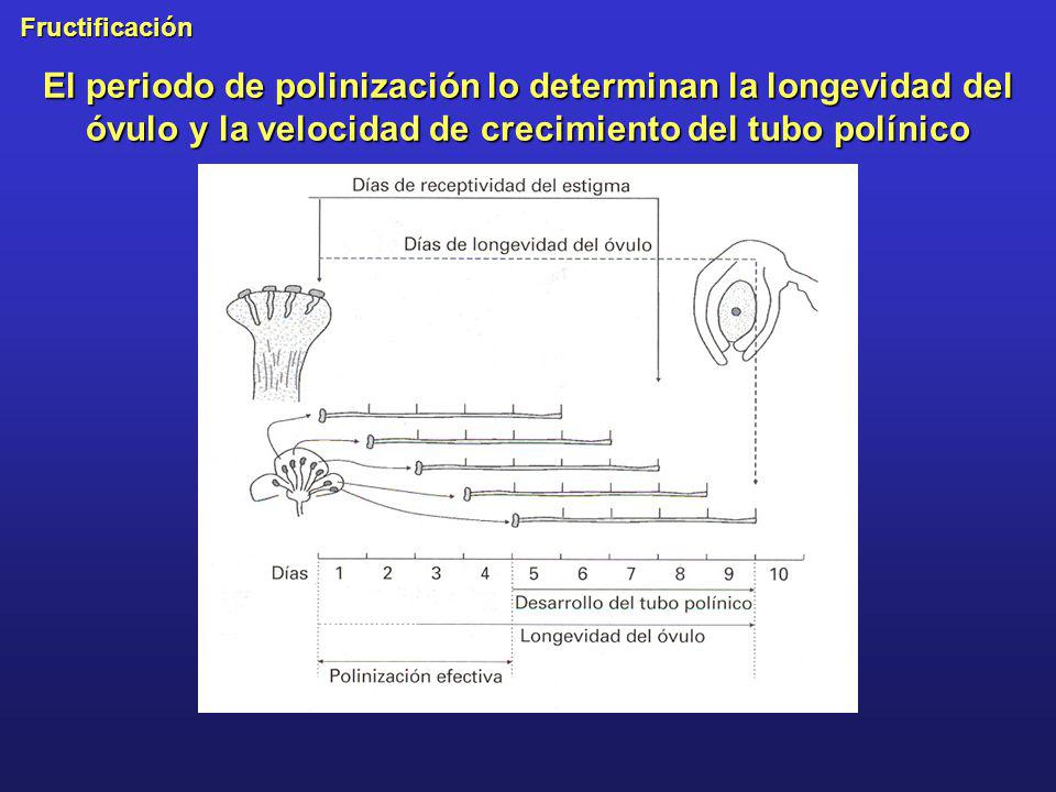 El periodo de polinización lo determinan la longevidad del óvulo y la velocidad de crecimiento del tubo polínico