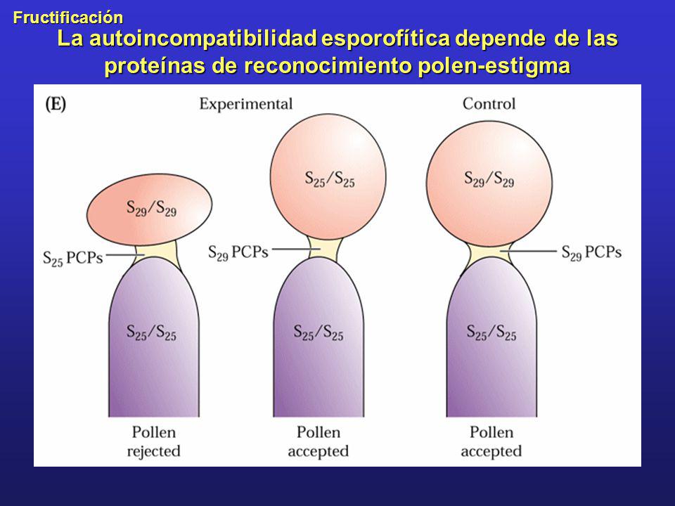 La autoincompatibilidad esporofítica depende de las proteínas de reconocimiento polen-estigma
