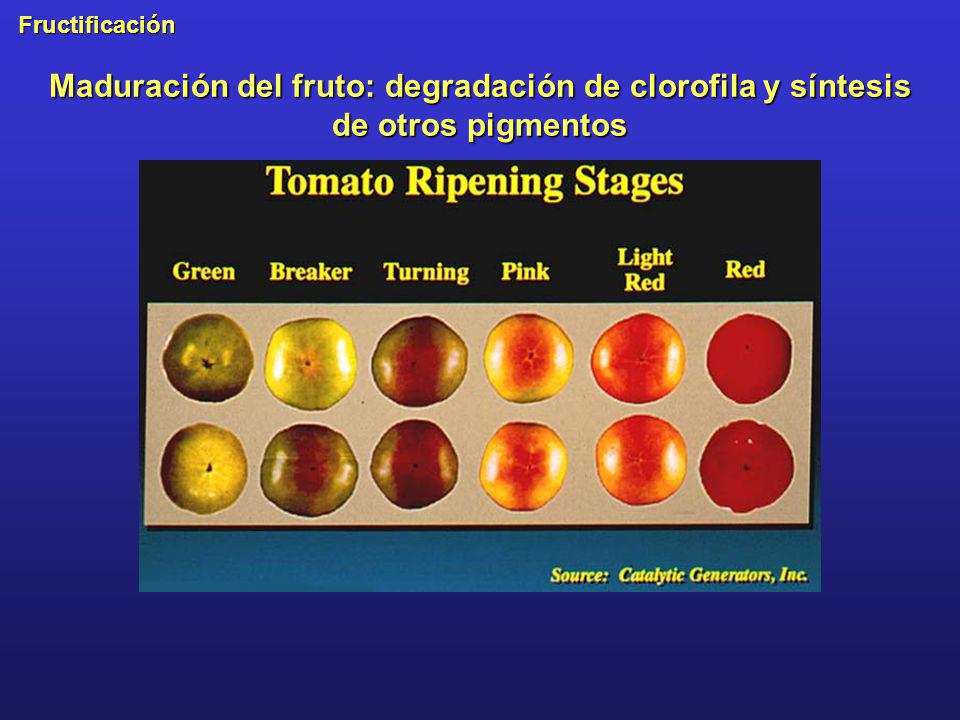 Maduración del fruto: degradación de clorofila y síntesis de otros pigmentos