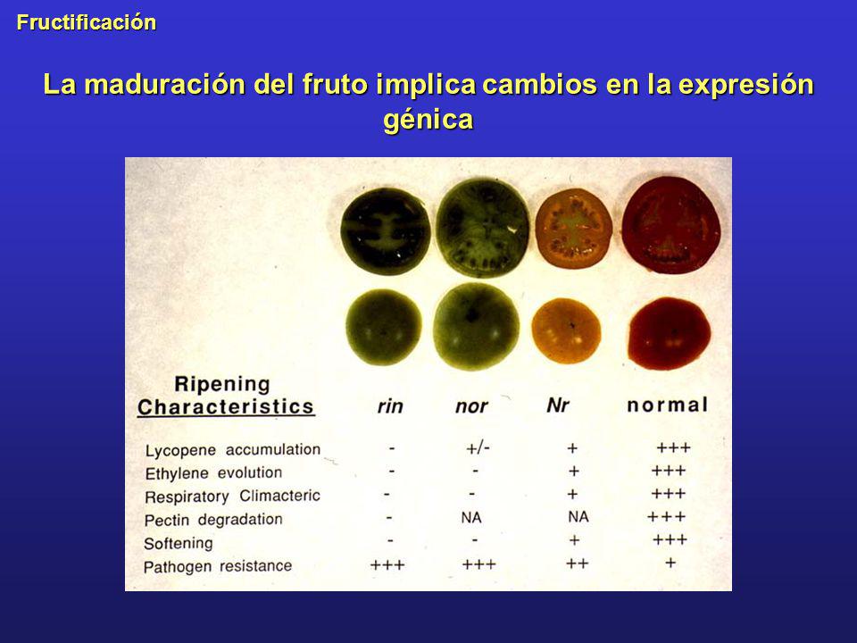 La maduración del fruto implica cambios en la expresión génica
