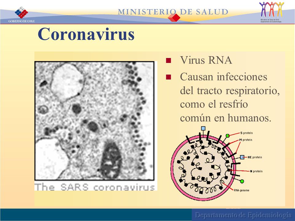 Coronavirus Virus RNA Causan infecciones del tracto respiratorio, como el resfrío común en humanos.