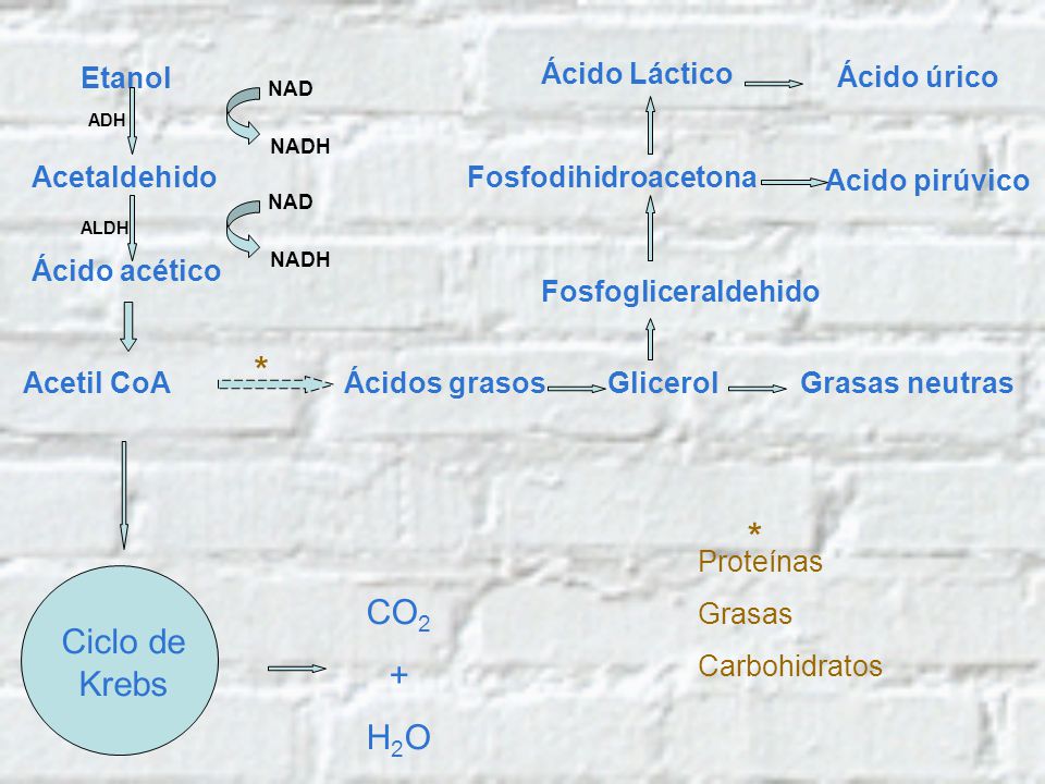 * * CO2 + Ciclo de Krebs H2O Etanol Ácido Láctico Ácido úrico
