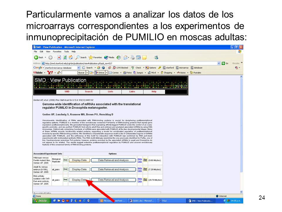 Particularmente vamos a analizar los datos de los microarrays correspondientes a los experimentos de inmunoprecipitación de PUMILIO en moscas adultas: