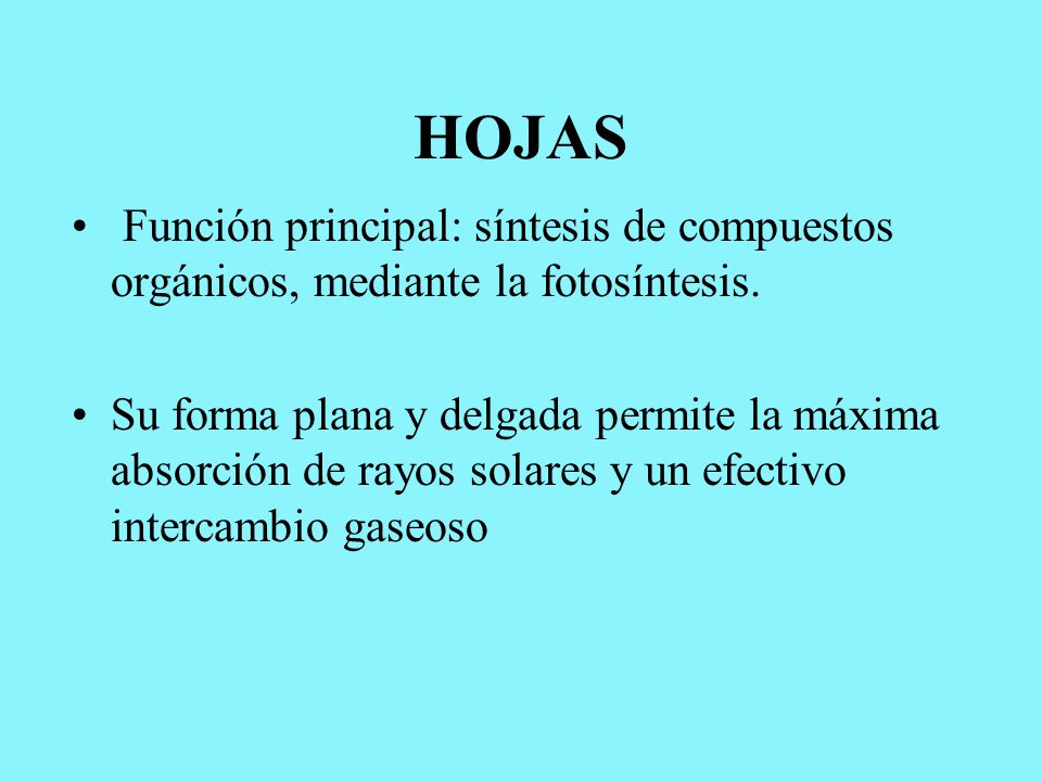 HOJAS Función principal: síntesis de compuestos orgánicos, mediante la fotosíntesis.