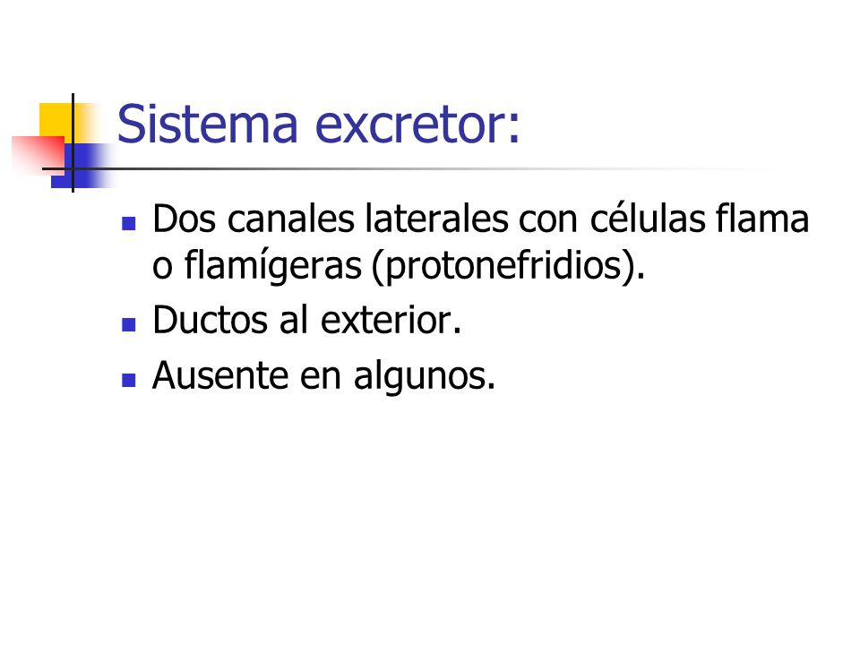 Sistema excretor: Dos canales laterales con células flama o flamígeras (protonefridios). Ductos al exterior.