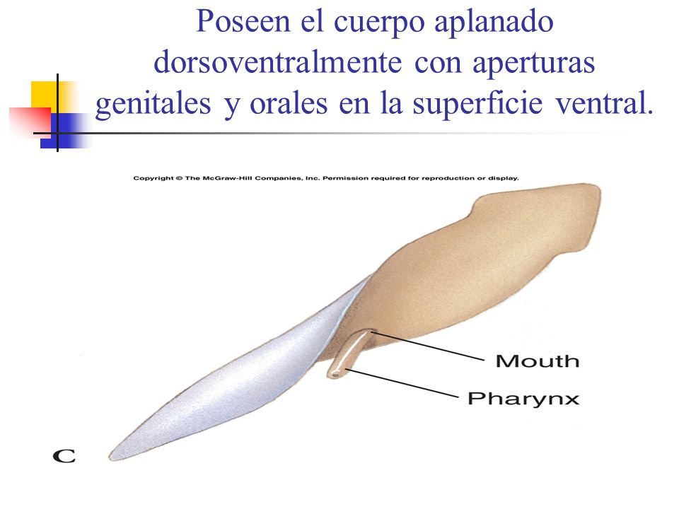Poseen el cuerpo aplanado dorsoventralmente con aperturas genitales y orales en la superficie ventral.