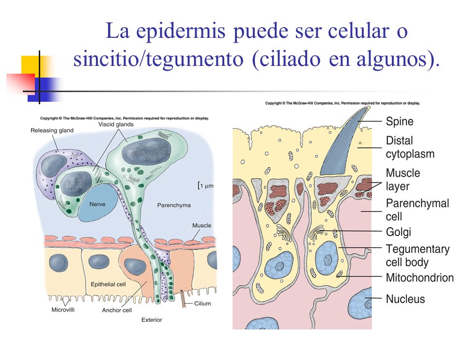 La epidermis puede ser celular o sincitio/tegumento (ciliado en algunos).