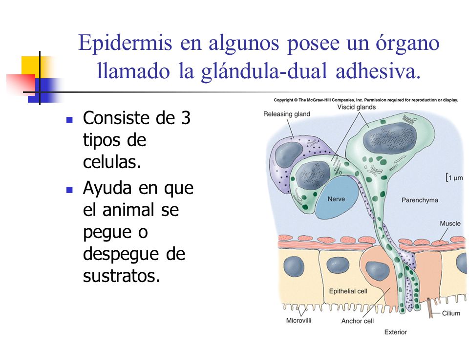 Epidermis en algunos posee un órgano llamado la glándula-dual adhesiva.