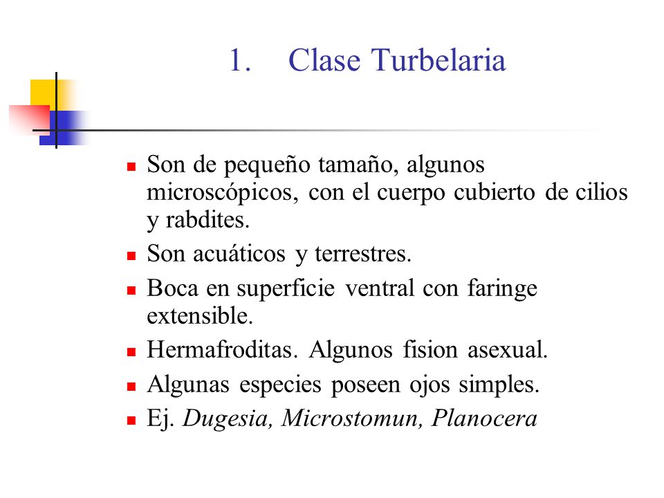 Clase Turbelaria Son de pequeño tamaño, algunos microscópicos, con el cuerpo cubierto de cilios y rabdites.