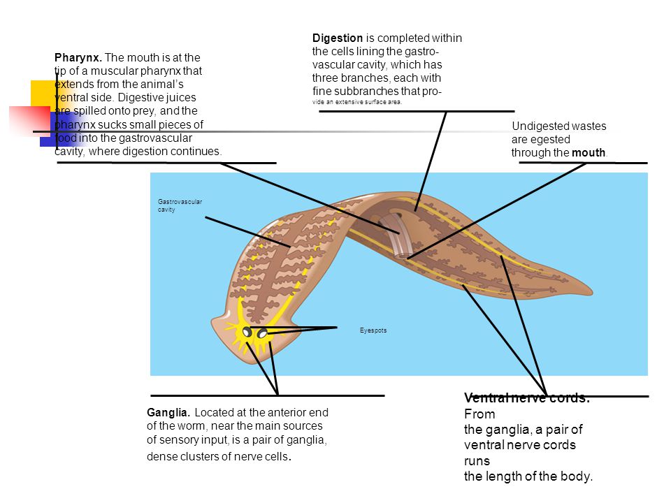 Ventral nerve cords. From the ganglia, a pair of