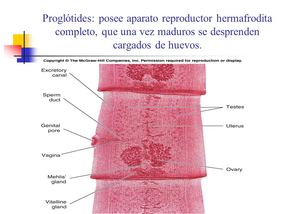 Proglótides: posee aparato reproductor hermafrodita completo, que una vez maduros se desprenden cargados de huevos.