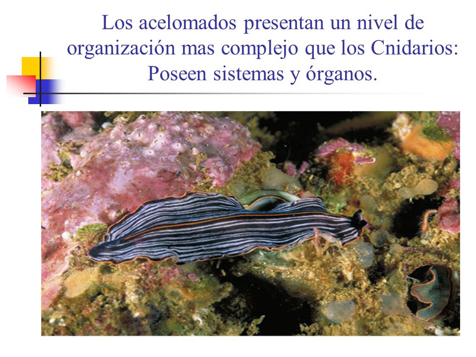 Los acelomados presentan un nivel de organización mas complejo que los Cnidarios: Poseen sistemas y órganos.