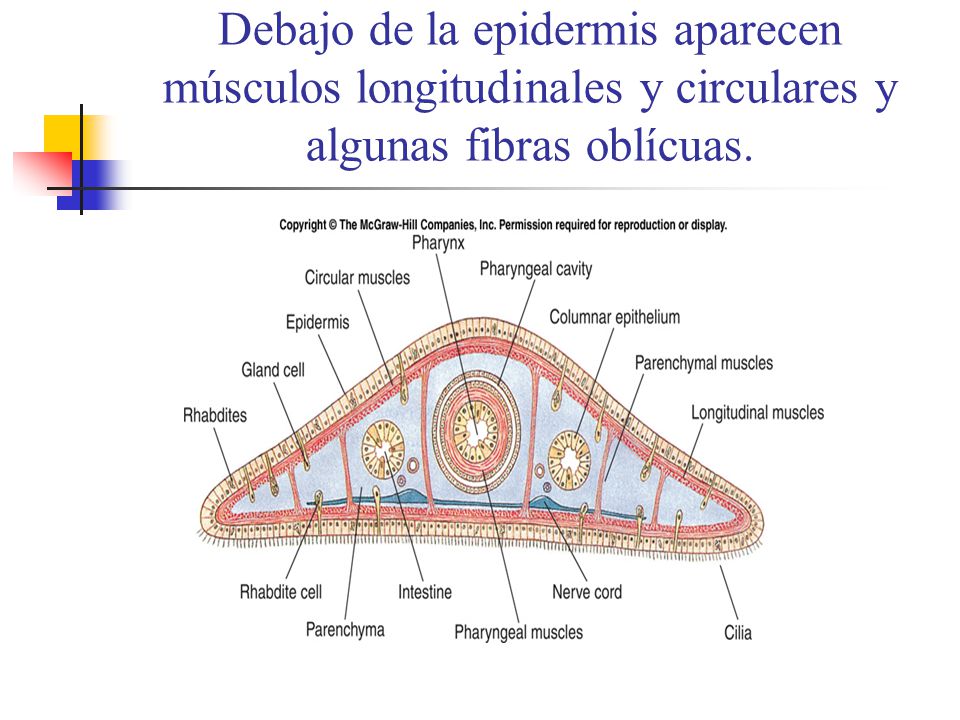 Debajo de la epidermis aparecen músculos longitudinales y circulares y algunas fibras oblícuas.