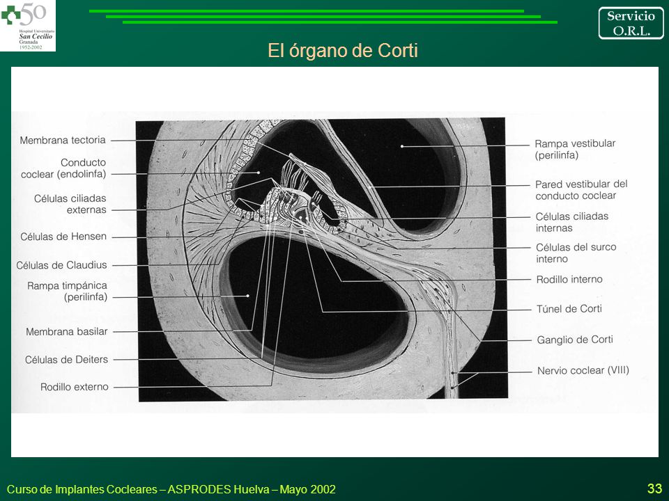El órgano de Corti Curso de Implantes Cocleares – ASPRODES Huelva – Mayo 2002