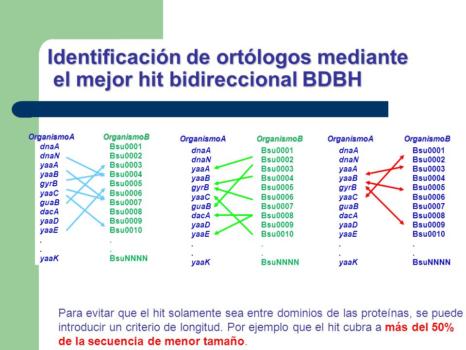Identificación de ortólogos mediante el mejor hit bidireccional BDBH