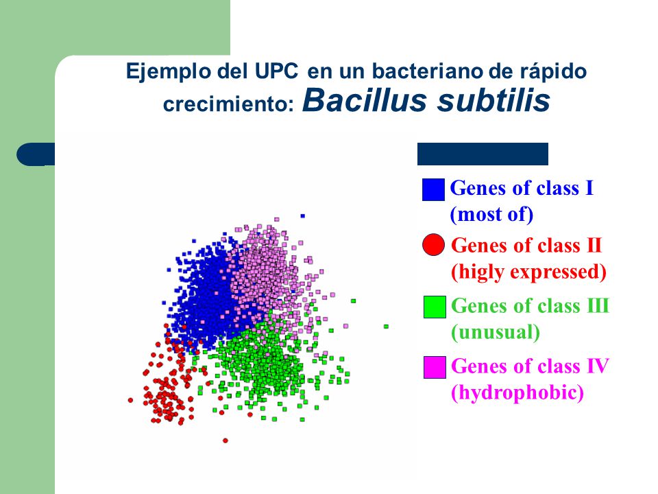 Ejemplo del UPC en un bacteriano de rápido crecimiento: Bacillus subtilis