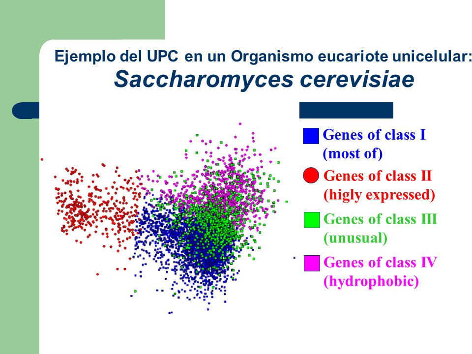 Ejemplo del UPC en un Organismo eucariote unicelular: Saccharomyces cerevisiae