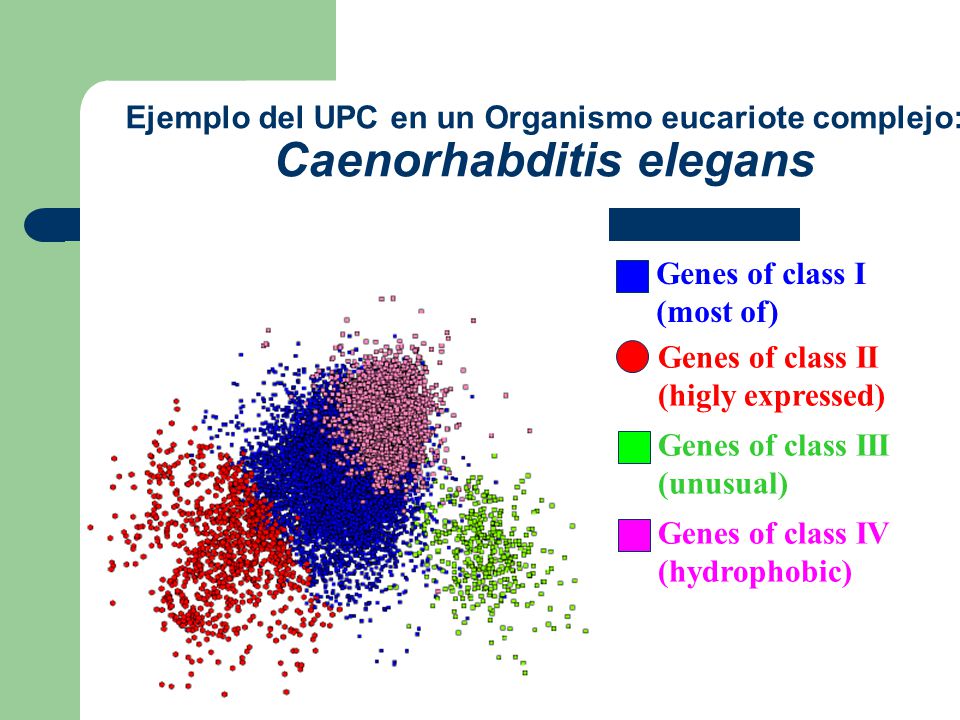 Ejemplo del UPC en un Organismo eucariote complejo: Caenorhabditis elegans