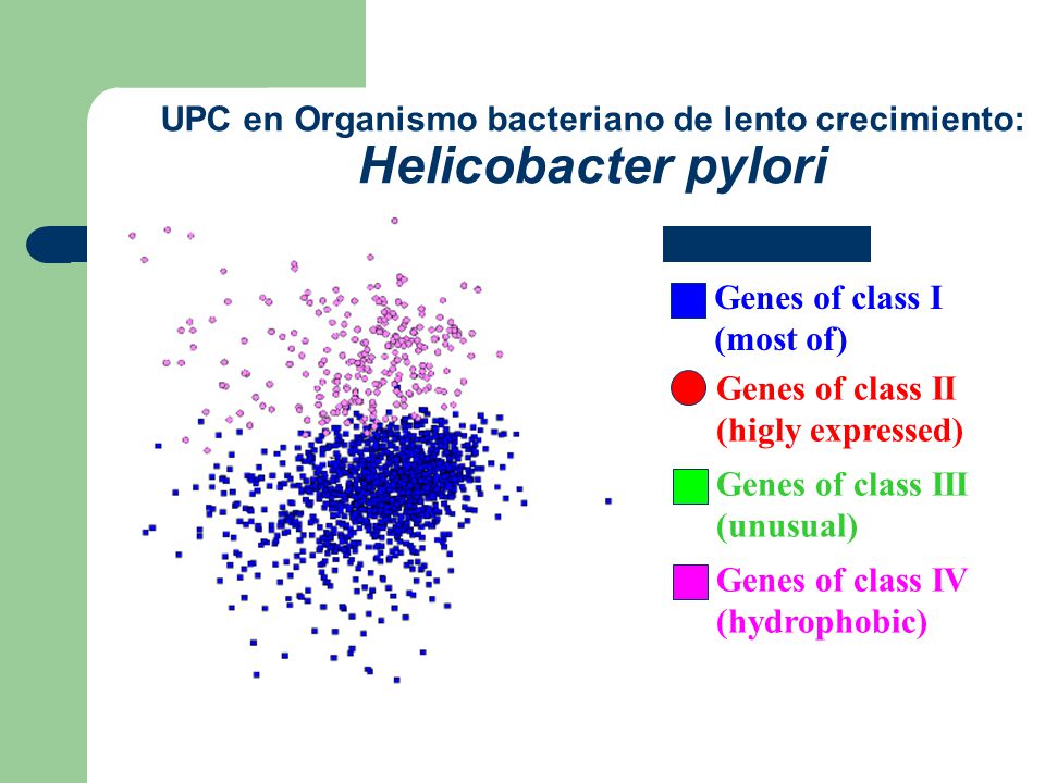 UPC en Organismo bacteriano de lento crecimiento: Helicobacter pylori