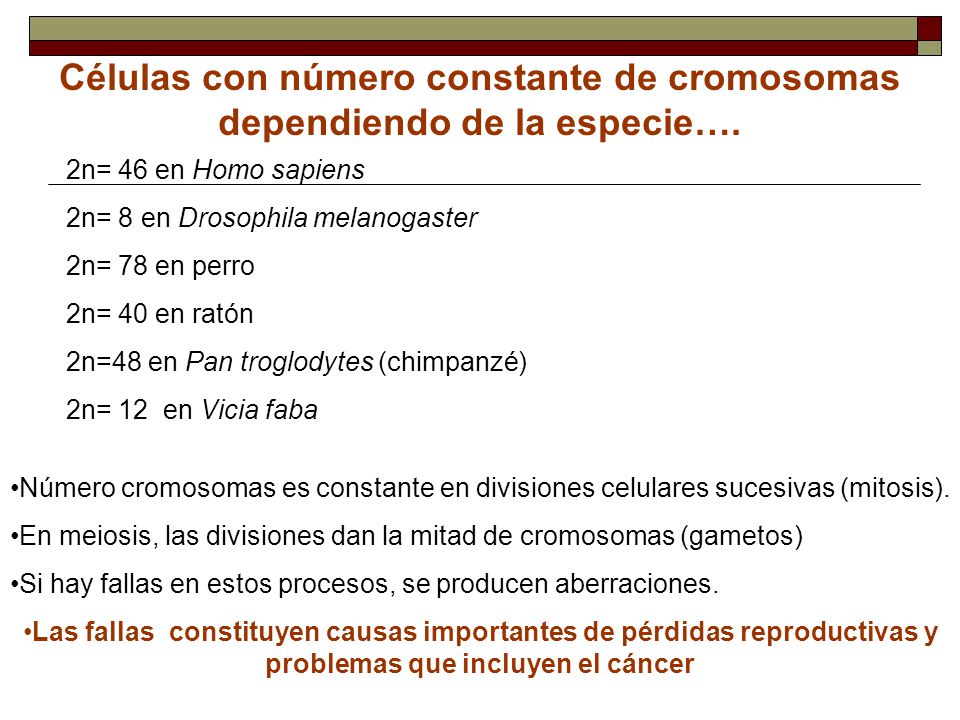 Células con número constante de cromosomas dependiendo de la especie….