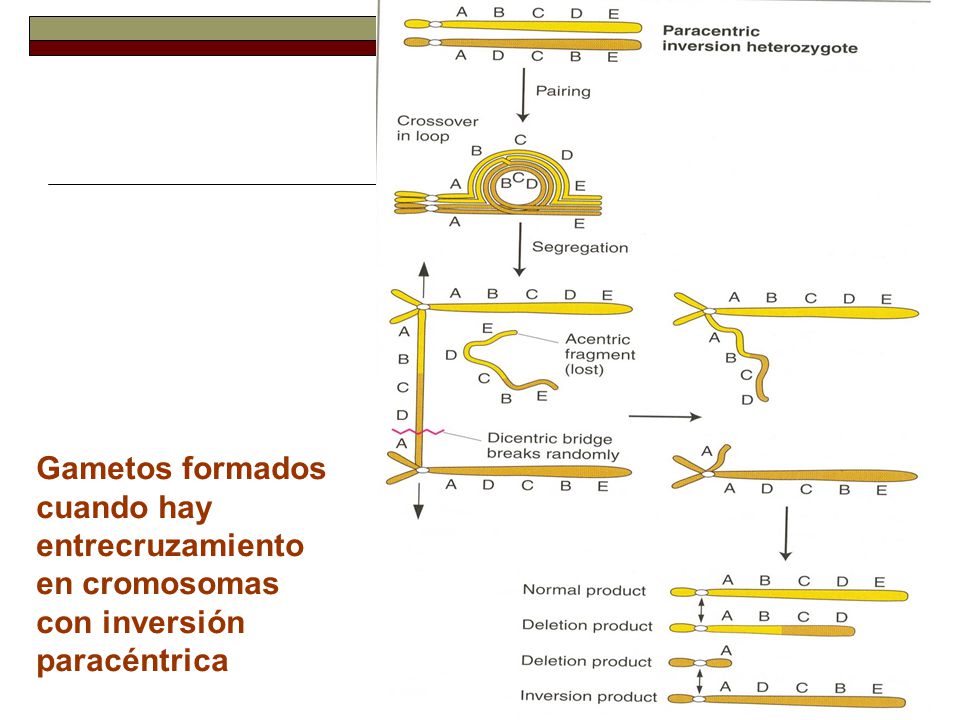 Gametos formados cuando hay entrecruzamiento en cromosomas con inversión paracéntrica