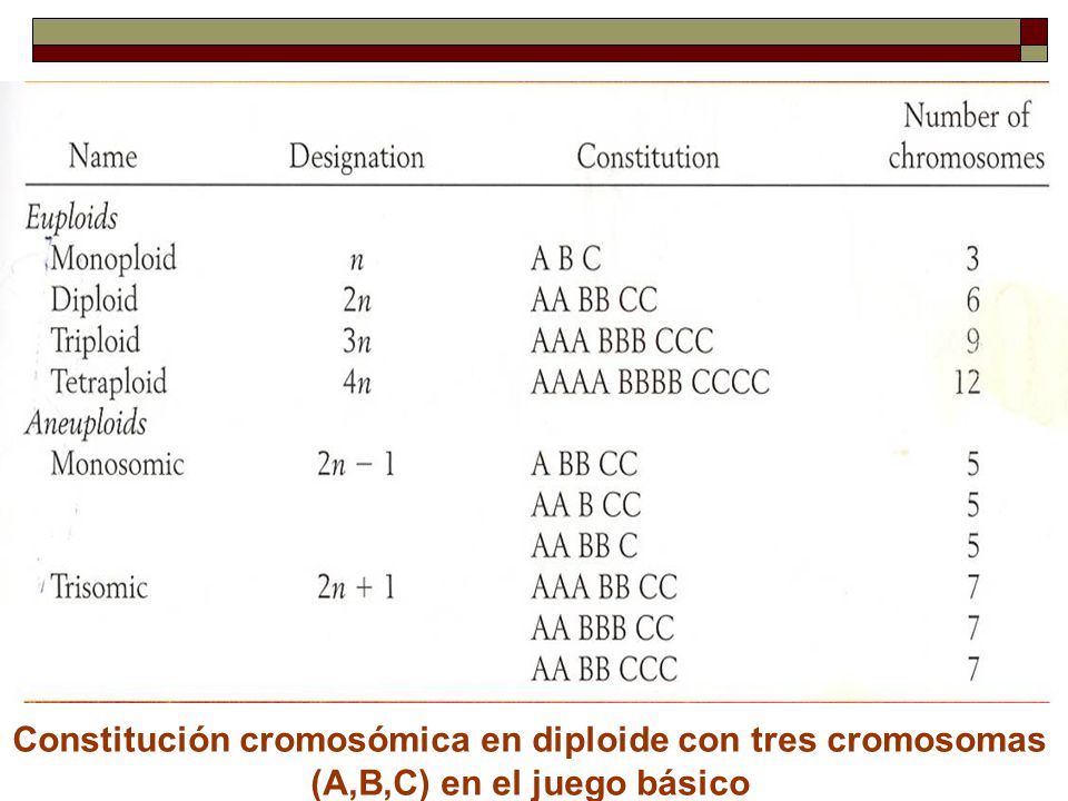 Constitución cromosómica en diploide con tres cromosomas (A,B,C) en el juego básico