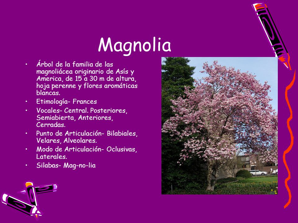 Magnolia Árbol de la familia de las magnoliácea originario de Asís y America, de 15 a 30 m de altura, hoja perenne y flores aromáticas blancas.