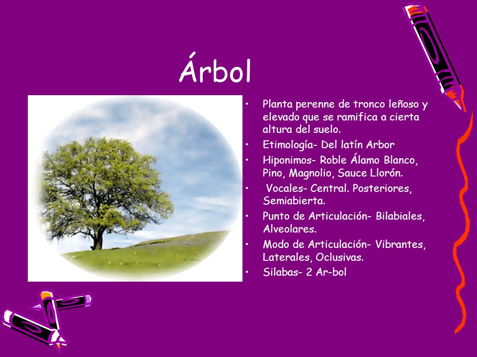 Árbol Planta perenne de tronco leñoso y elevado que se ramifica a cierta altura del suelo. Etimología- Del latín Arbor.