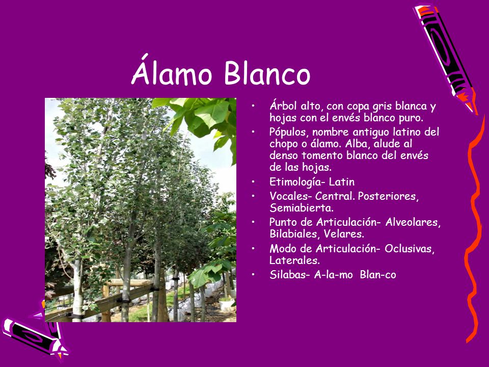 Álamo Blanco Árbol alto, con copa gris blanca y hojas con el envés blanco puro.