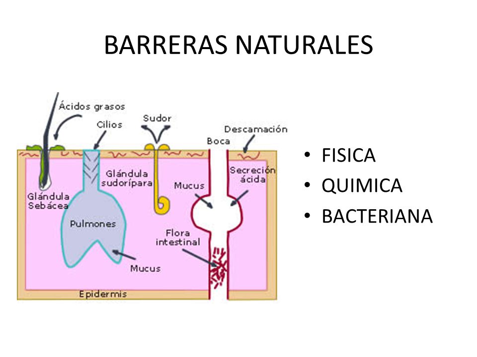 BARRERAS NATURALES FISICA QUIMICA BACTERIANA