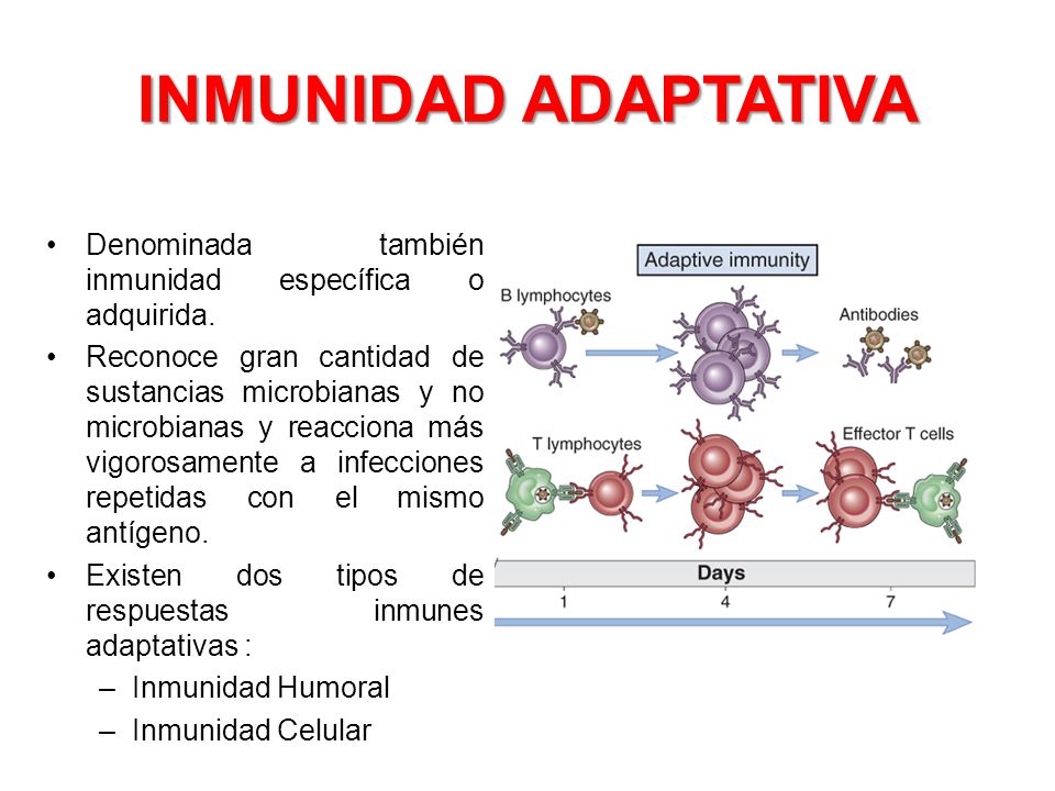 INMUNIDAD ADAPTATIVA Denominada también inmunidad específica o adquirida.