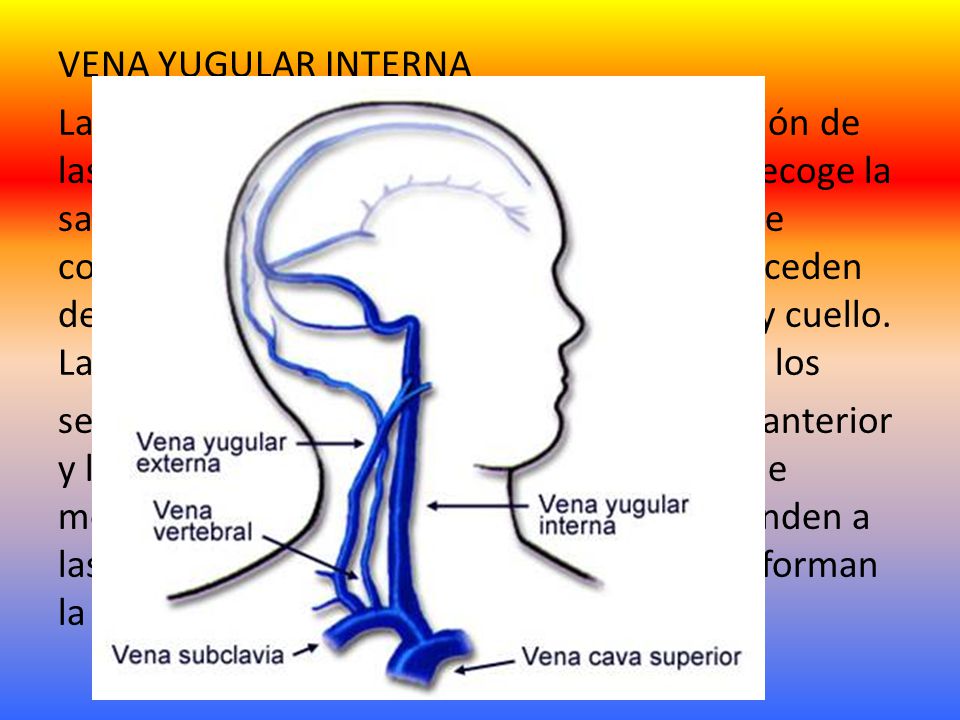 VENA YUGULAR INTERNA La yugular interna esta formada por la reunión de las venas profundas de la cabeza y cuello.