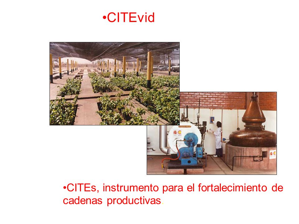 CITEvid CITEs, instrumento para el fortalecimiento de cadenas productivas.