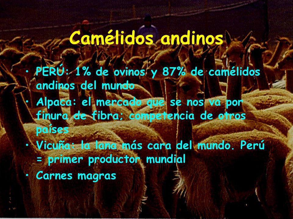 Camélidos andinos PERÚ: 1% de ovinos y 87% de camélidos andinos del mundo.