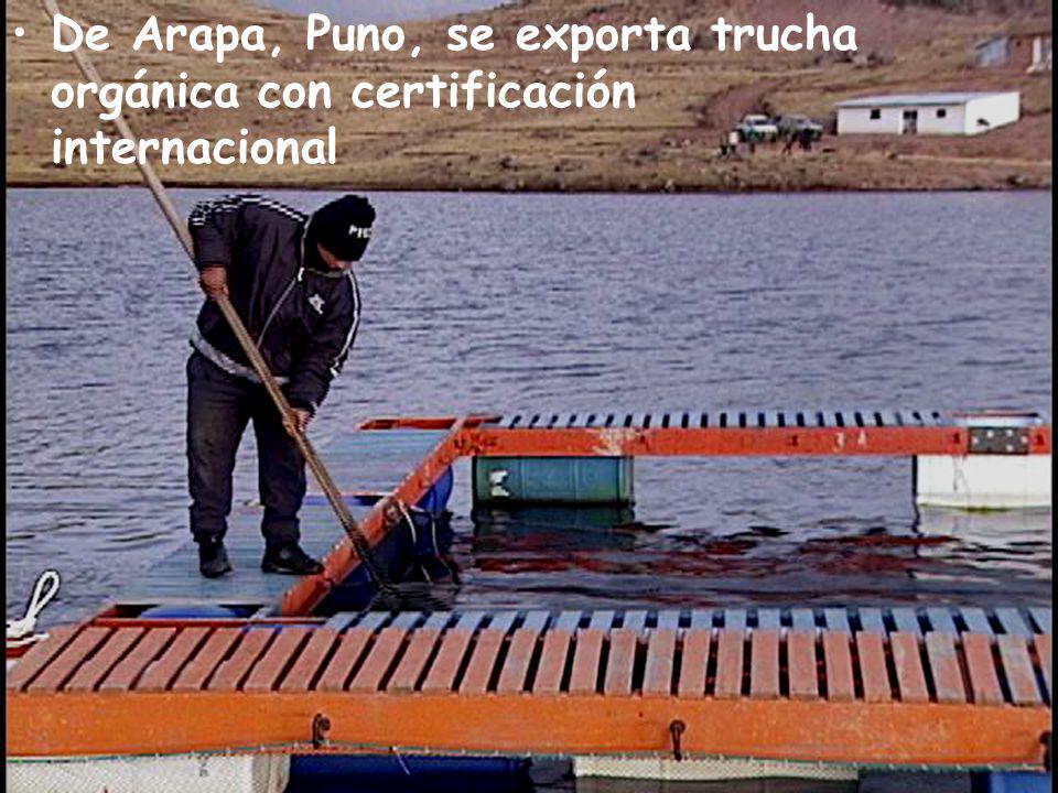 De Arapa, Puno, se exporta trucha orgánica con certificación internacional