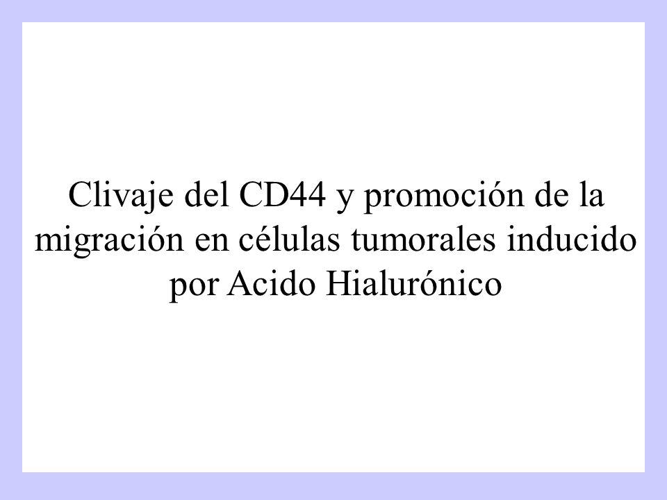 Clivaje del CD44 y promoción de la migración en células tumorales inducido por Acido Hialurónico