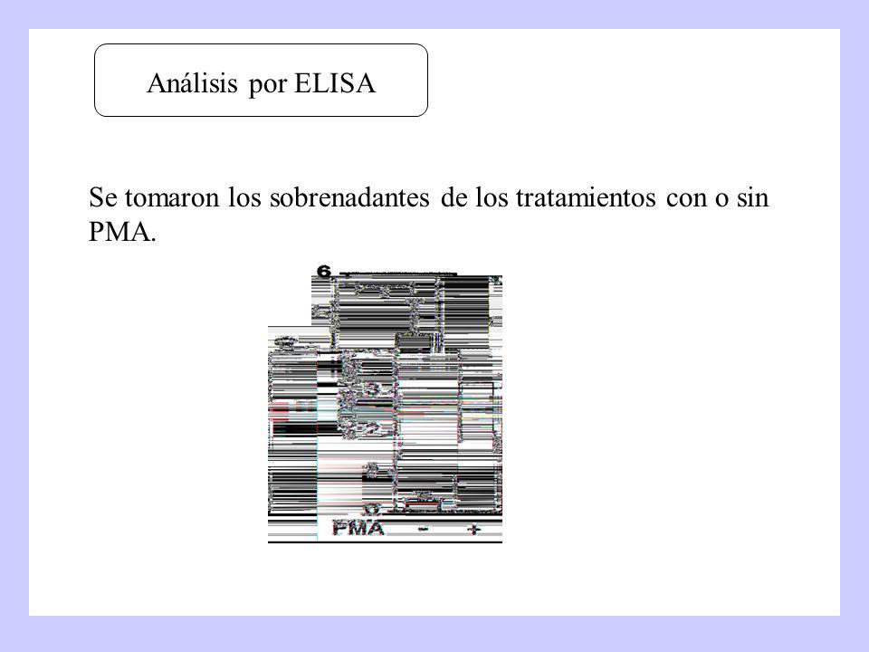 Análisis por ELISA Se tomaron los sobrenadantes de los tratamientos con o sin PMA.