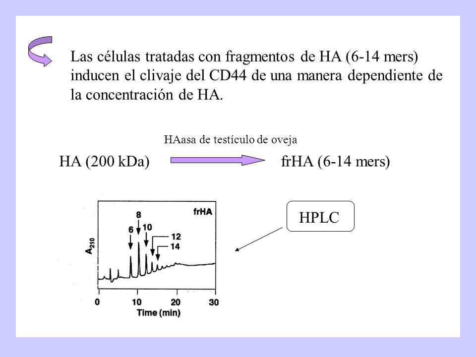 Las células tratadas con fragmentos de HA (6-14 mers) inducen el clivaje del CD44 de una manera dependiente de la concentración de HA.