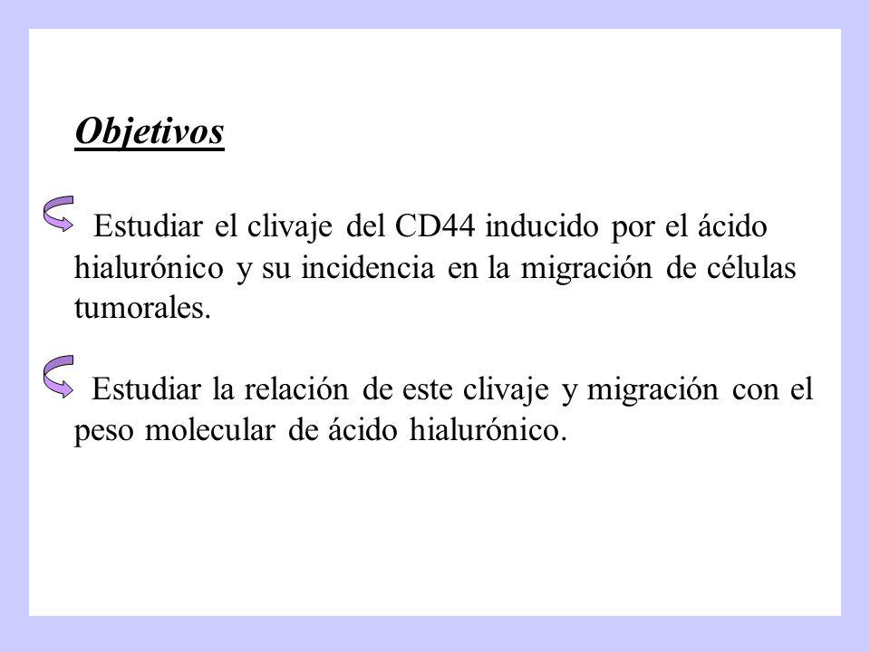 Objetivos Estudiar el clivaje del CD44 inducido por el ácido hialurónico y su incidencia en la migración de células tumorales.