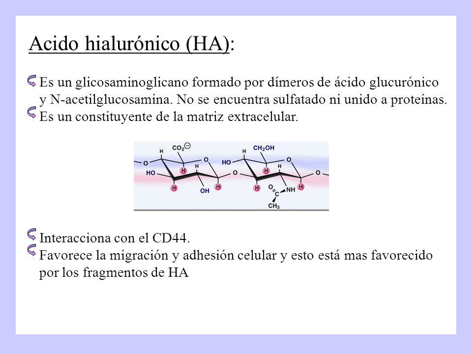 Acido hialurónico (HA): Es un glicosaminoglicano formado por dímeros de ácido glucurónico y N-acetilglucosamina.
