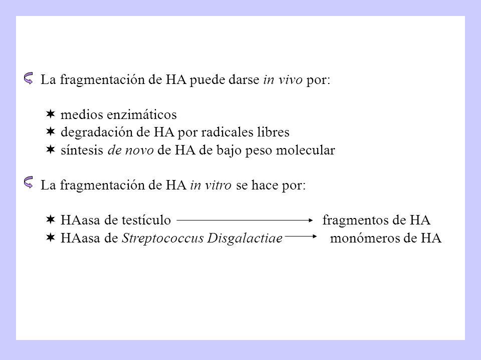 La fragmentación de HA puede darse in vivo por:  medios enzimáticos  degradación de HA por radicales libres  síntesis de novo de HA de bajo peso molecular La fragmentación de HA in vitro se hace por:  HAasa de testículo fragmentos de HA  HAasa de Streptococcus Disgalactiae monómeros de HA
