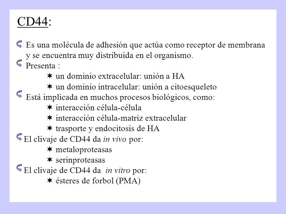 CD44: Es una molécula de adhesión que actúa como receptor de membrana y se encuentra muy distribuida en el organismo.