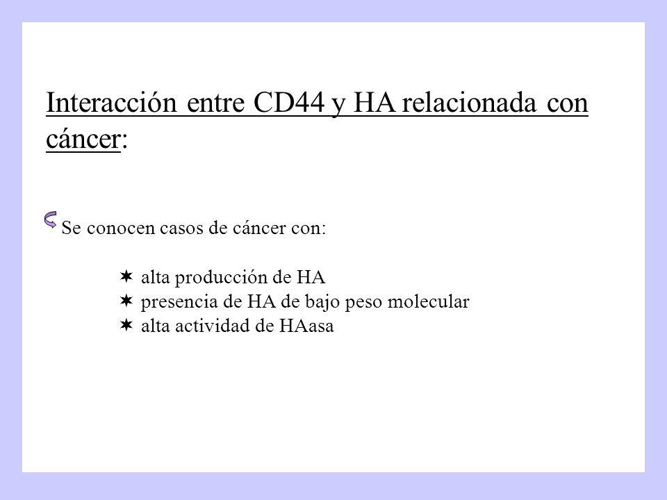 Interacción entre CD44 y HA relacionada con cáncer: Se conocen casos de cáncer con:  alta producción de HA  presencia de HA de bajo peso molecular  alta actividad de HAasa